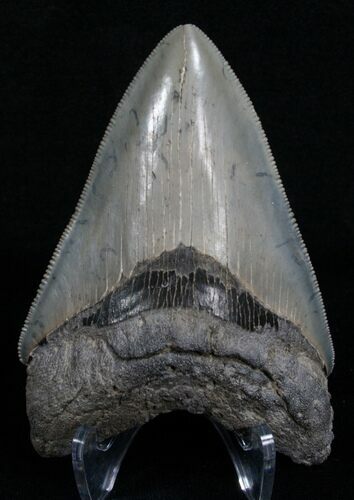 Highly Serrated Megalodon Tooth #5547